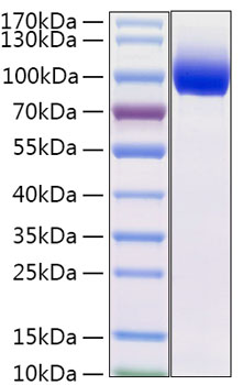 Recombinant mouse il-13ra1 protein (ai882074, cd213a1, il-13r-alpha-1, il-13r(a), il13ra, nr4) o0903 50 µg