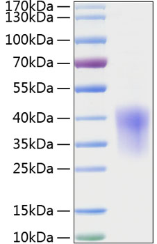 Recombinant rat ccl2/je/mcp-1 prote in 10 µg