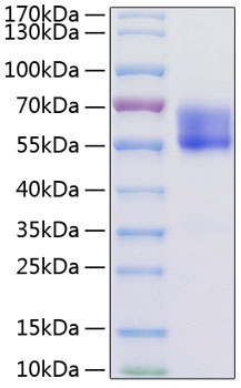 Recombinant mouse pd-1 protein 100 µg