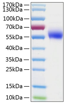 Recombinant human il1r2 protein 20 µg