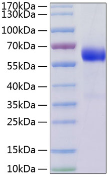 Recombinant human ltbr/tnfrsf3 prot ein 50 µg