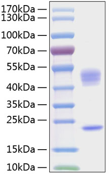 Recombinant human il-23 protein 100 µg