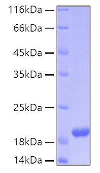 Recombinant human manf protein 100 µg