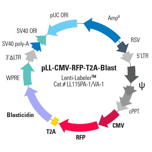 Pll -cmv-rfp-t2a-blast [lenti-labeler plasmid]10 µg 10 µg