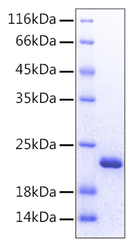 Recombinant human fgf-12 protein 10 µg