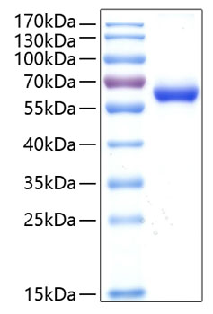 Recombinant human cxadr/car protein 50 µg