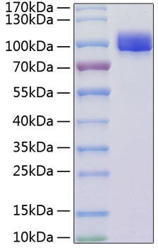 Recombinant mouse vcam-1/cd106 prot ein 50 µg