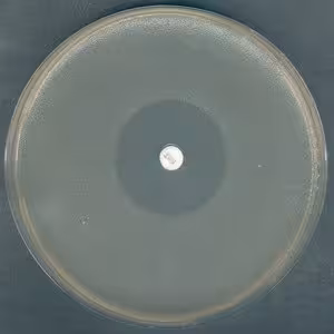 Mueller hinton broth 2 500 g