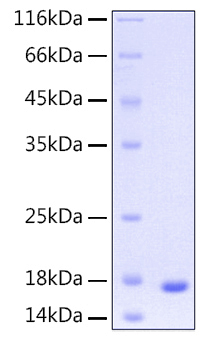 Recombinant human ube2d3 protein 10 µg