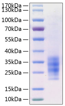 Recombinant human flt3l/flt3 ligand /flt3lg protein 10 µg