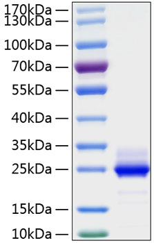 Recombinant human il6 protein 10 µg