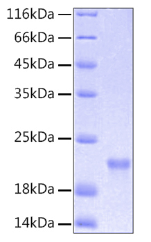 Recombinant human il6 protein 100 µg