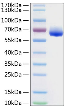 Recombinant human lilrb4/cd85k/ilt3 protein 50 µg
