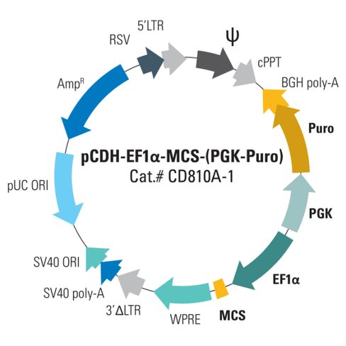 Pcd h-ef1-mcs-(pgk-puro) cloning and expression vector 10 µg 10 µg