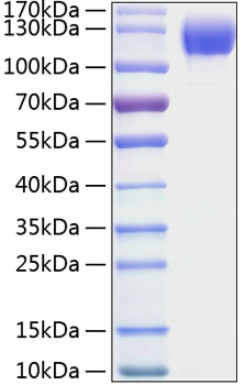 Recombinant mouse icam-1/cd54 prote in 10 µg