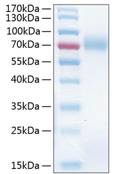 Recombinant human icam-1/cd54 protein 100 µg