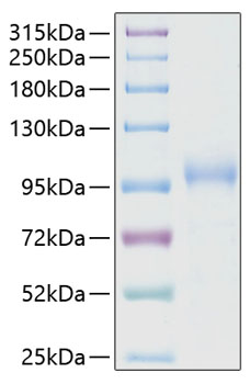 Recombinant human k-cadherin protein 100 µg