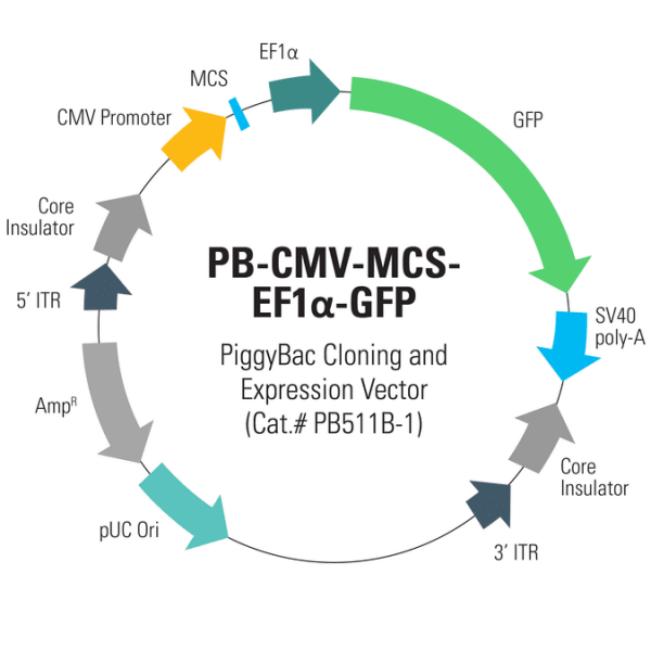 Pb-cmv-mcs-ef1-gfp cdna cloning and expression vector (sous licence) 10 µg