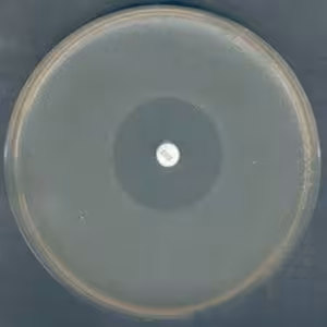 Mueller-hinton agar 2 500 g