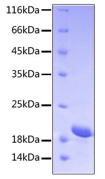 Recombinant human stat3 protein 500 µg
