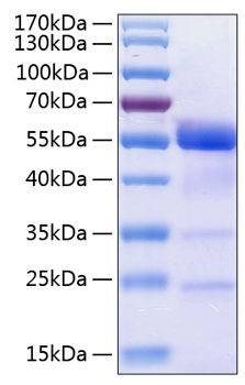 Recombinant human osteopontin prote in 50 µg