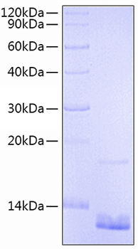 Recombinant human ccl18/parc prote in 500 µg