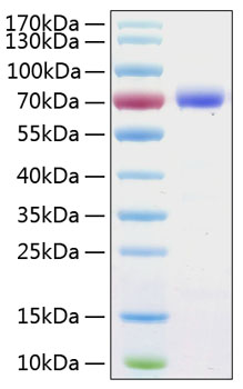 Recombinant human pd-l1/b7-h1 prote in 20 µg