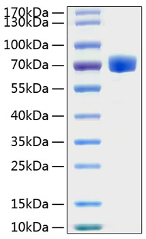Recombinant human epha7 protein 10 µg