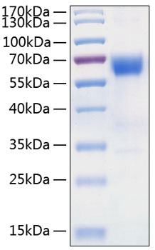 Recombinant human dcr2 protein 10 µg