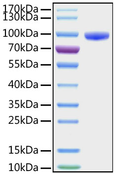 Recombinant human cd177 protein 20 µg