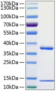 Recombinant human fcgrt b2m protein 100 µg