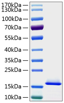 Recombinant human sumo1 protein (da p1, gmp1, ofc10, pic1, senp2, smt3, smt3c, smt3h3, ubl1) p63165 10 µg