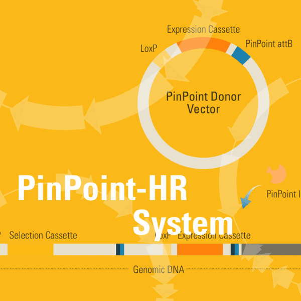 Pinpoint-hr system for platform cell line generation retargeting 1 kit