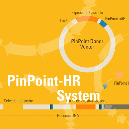 Pinpoint-hr system for platform cell line generation retargeting 1 kit