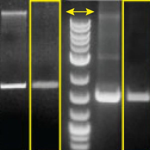 Mc-easy minicircle dna production kit (includes zycy10p3s2t producer 5 preps