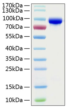 Recombinant human transferrin protein 100 µg