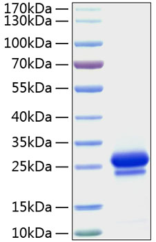 Recombinant human vegf 165 protein 100 µg