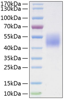Recombinant human b7-h4/b7s1/b7x pr otein 10 µg