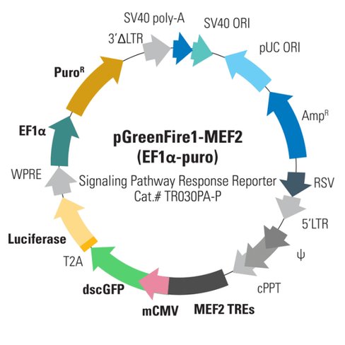 Pgreenfire1-mef2 (virus) + ef1-puro sup 2,10^6 ifus