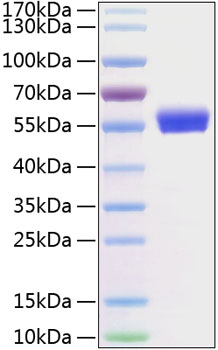 Recombinant human cd8 alpha protein 100 µg
