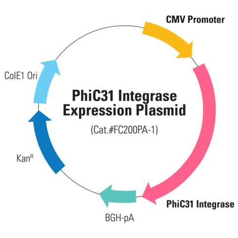 Phic31 integrase expression plasmid10 µg 10 µg