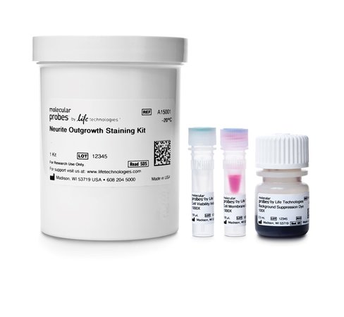 Neurite outgrowth staining kit- 1000 réactions