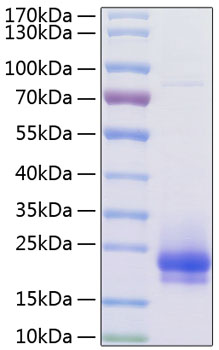 Recombinant human vegf-c/flt4-l/vrp protein 10 µg