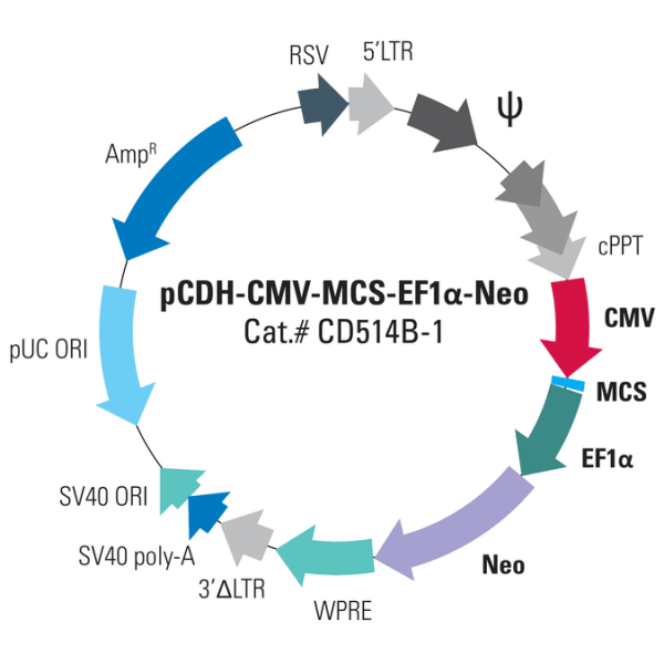 Pcdh-cmv-mcs-ef1-neo cdna cloning and expression vector10 µg 10 µg