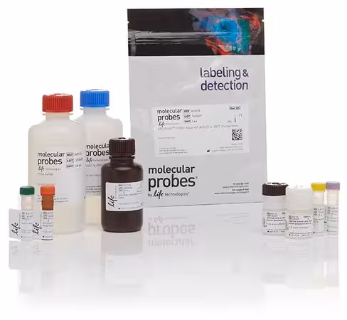Apo-brdu tunel assay kit, with alexa fluor 488 anti-brdu- 60 réactions