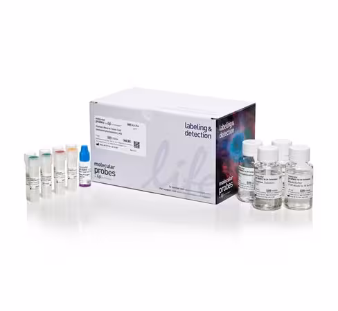 Human neural stem cell immunocytochemistry kit-20 tests