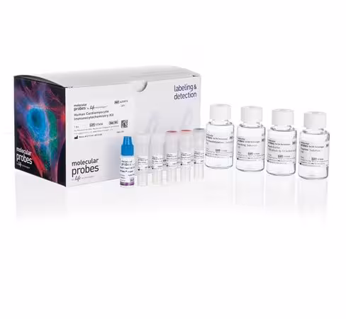 Human cardiomyocyte immunocytochemistry kit-50 tests