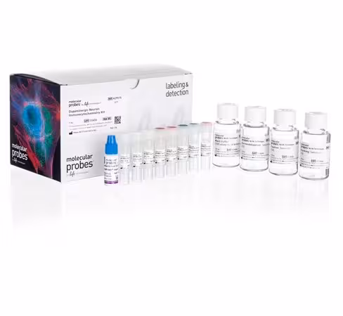 Human dopaminergic neuron immunocytochemistry kit 40 réactions