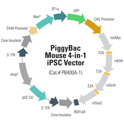 P b-sv40-neo-ef1-gfp-cags-cmyc-klf4-oct4-sox2 mouse 4-in-1 ipsc vector (sous licence) 10 µg