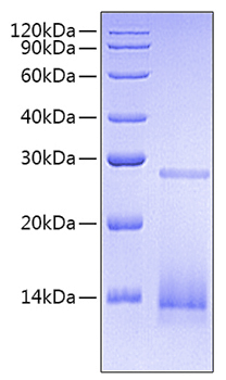 Recombinant human tgf-beta 3/tgfb3 protein 50 µg